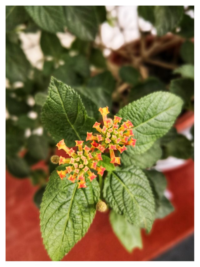 IMG_20181030_125009-01.jpeg