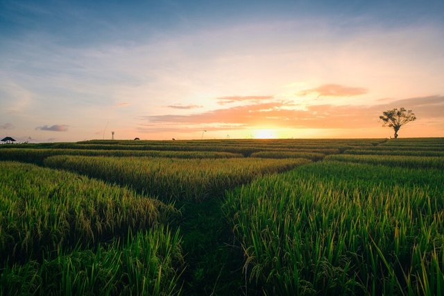 beautiful-view-green-fields-sunrise-captured-canggu-bali_181624-14146.jpg