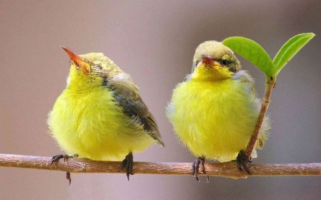 yellow birds.jpg