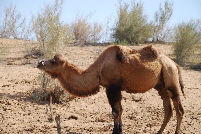 Desert-Animals-Bactrian-Camel.jpg