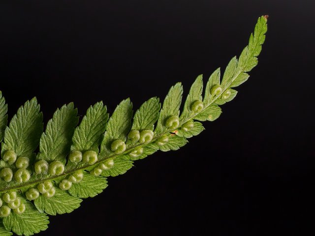 fern-5279645_1920.jpg