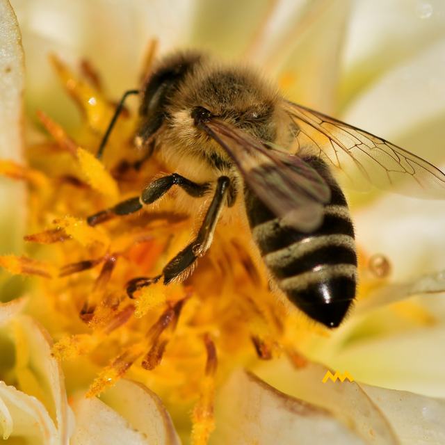 World Bee Day Importance of Bees.png