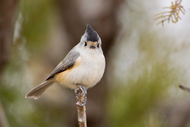 Black-crested Titmouse 0038.jpg