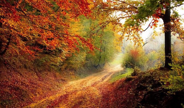 road_forest_season_autumn_fall_landscape_nature_forest_landscape-839463.jpg