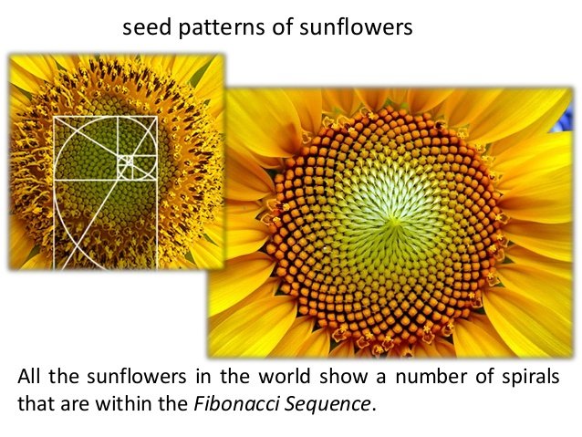 maths-and-nature-comenius-why-maths-14-638.jpg