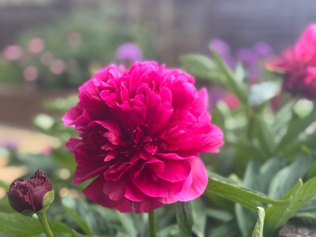IMG_8024.jpeg
