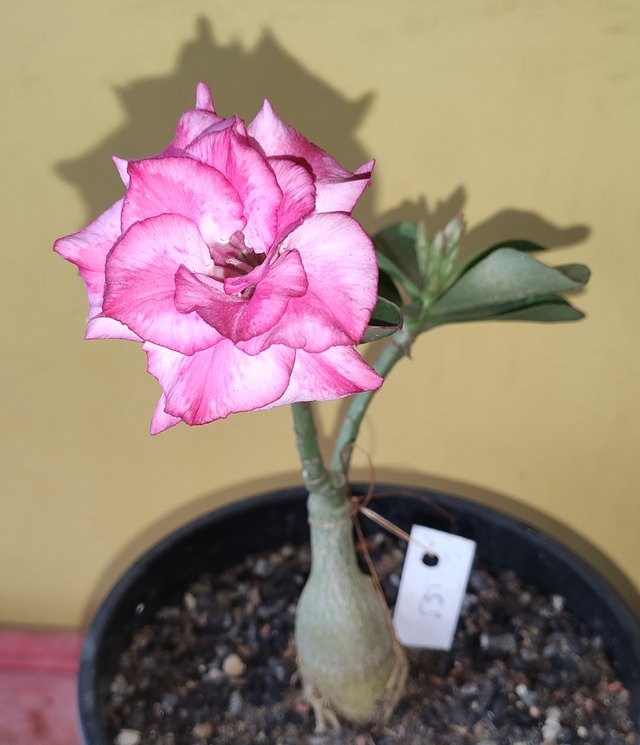 Adenium-153.jpg