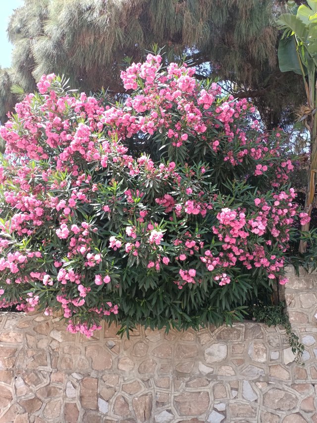 11 oleander.jpg