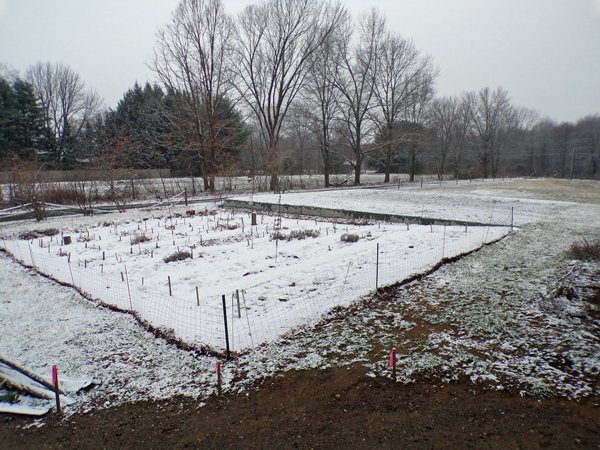 New Herb - snow crop March 2020.jpg