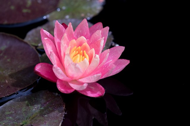 MikeBryantPhotography-Waterlilies-9.jpg