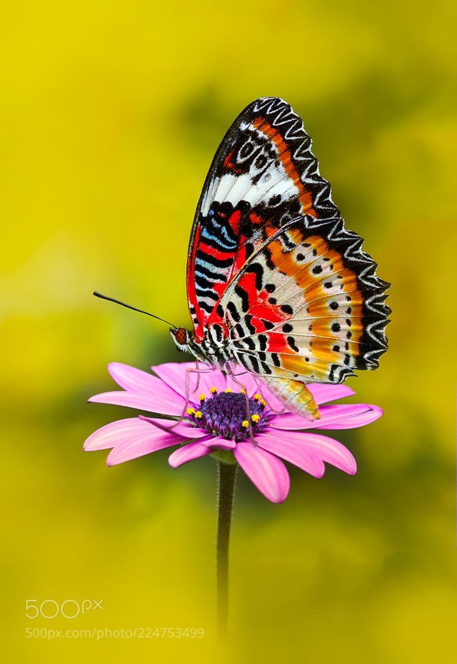 Leopard Lacewing (Cethosia cyane).jpeg