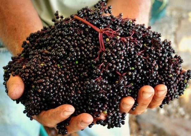 ripe-elderberries-620x443.jpg