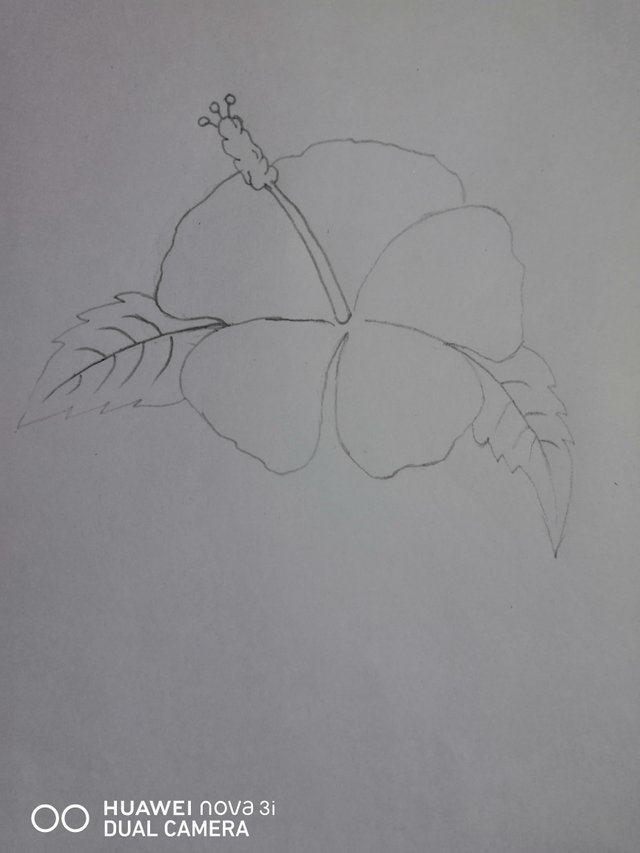 Drawing A Beautiful Hibiscus Flower By