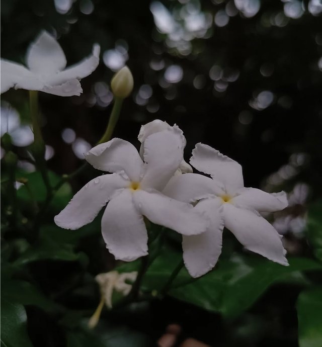 IMG_20250525_094212.jpg