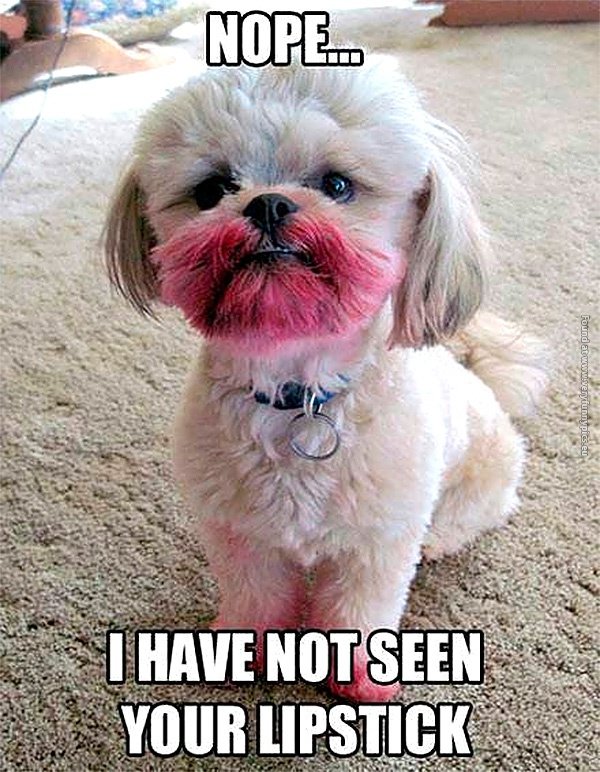 funny-pics-dog-nope-i-have-not-seen-your-lipstick.jpg