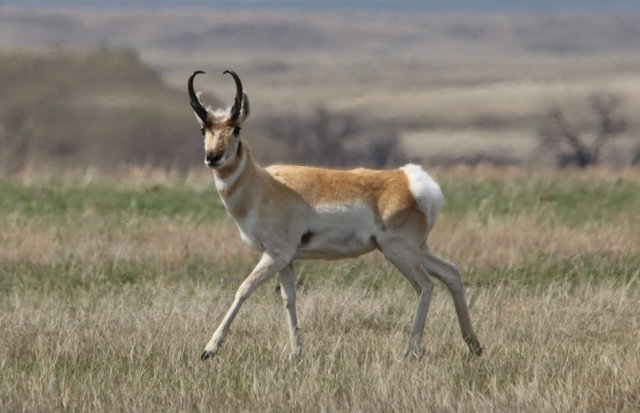 pronghorn running herd rockeman animal antelope.JPG