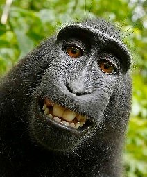 monkey selfie.jpg