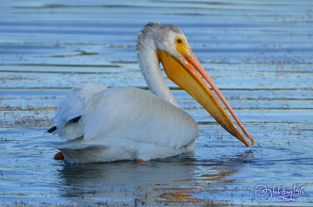 pelican2.jpg