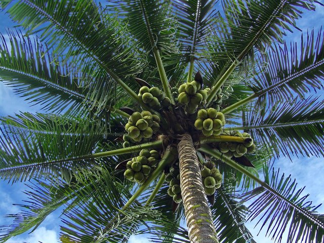 palm-tree-3868504_1280.jpg