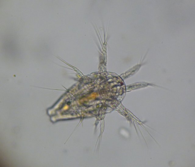 cyclops copepod2 Эрг author under 4 attr if altered explain.jpg