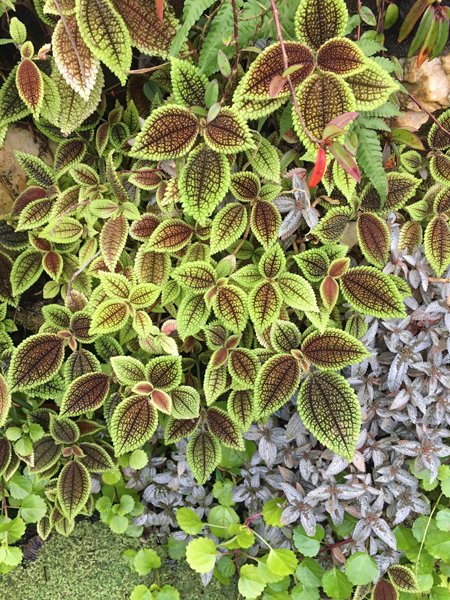 Smith Greenhouses - peperomia crop January 2020.jpg