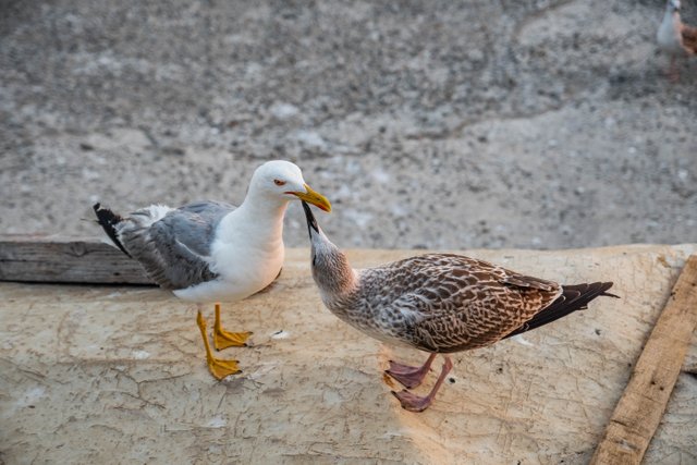 DSC_6633.jpg