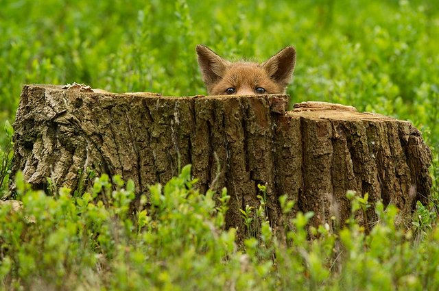 beautiful-foxes-wildlife-photography-19.jpg
