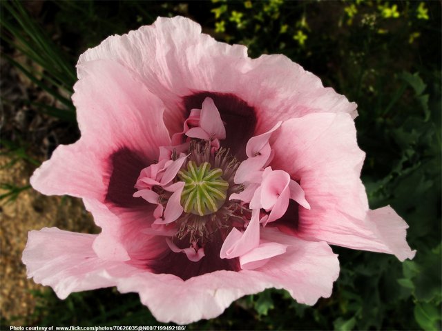 PinkPoppy-001-081218.jpg