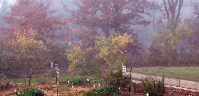 New Herb garden in fog - forsythia crop October 2019.jpg