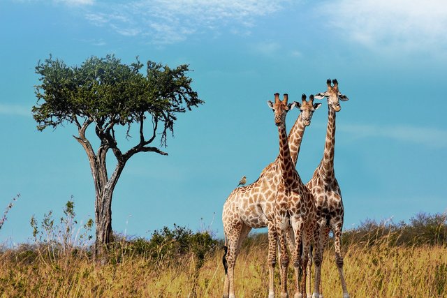 giraffes-9183614_1280.jpg