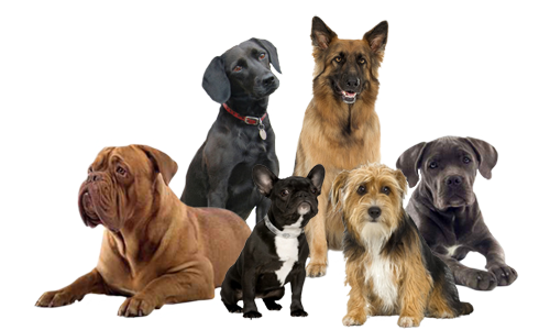 doggroup.png