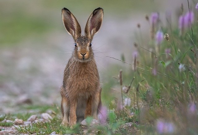 rabbit-6063733_640.jpg