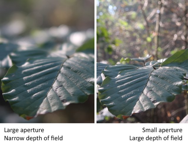 aperture and depth of field.jpg