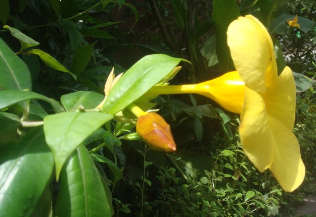 Allamanda4.JPG