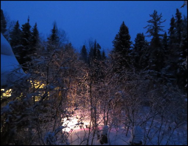 Long exposure early dawn blue sky tree silhouettes light on snow from grow light.JPG