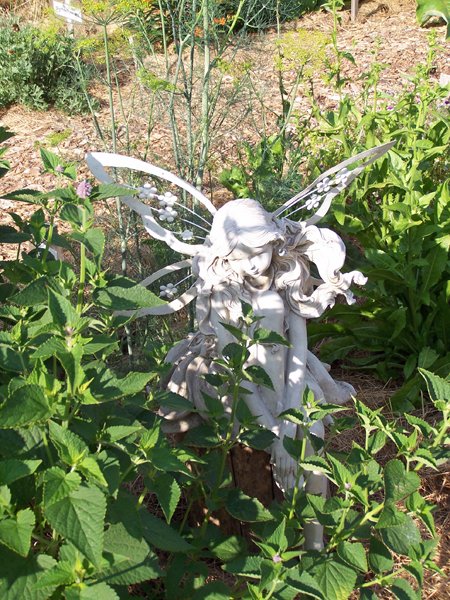 New Herb - Row 2, fairy with anise hyssop and dill crop July 2019.jpg