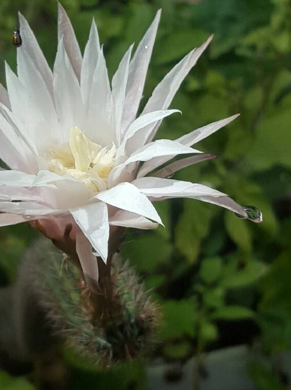 Cactus nocturno.jpg