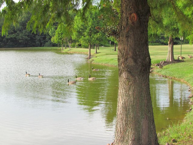 20120715-235 Canada geese in Memphis park.jpg
