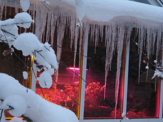 icicle display in front of sunroom.JPG