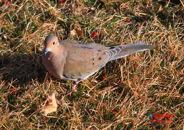 Mourning Dove IMG_0247.JPG