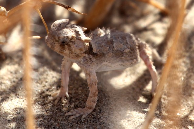 Horned Lizard.jpg