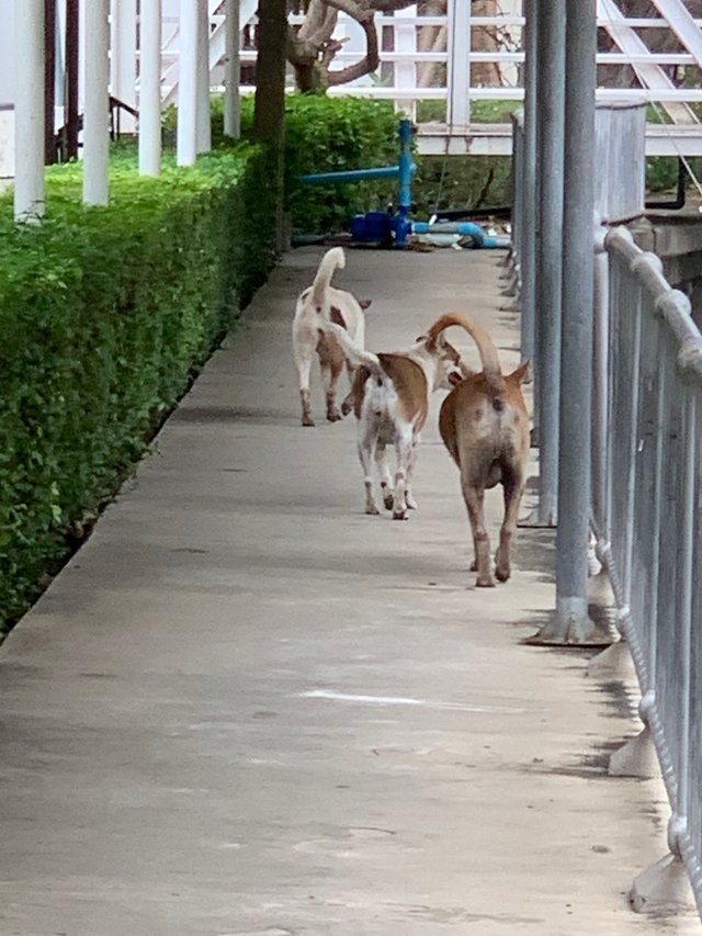 stray dog6.jpg