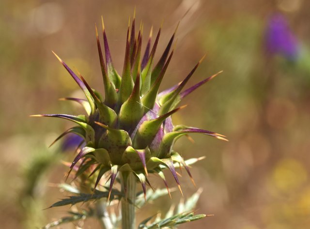 thistle big bud.jpg