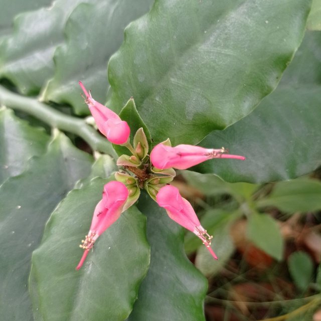 Flor con los cuadro puntos.jpg