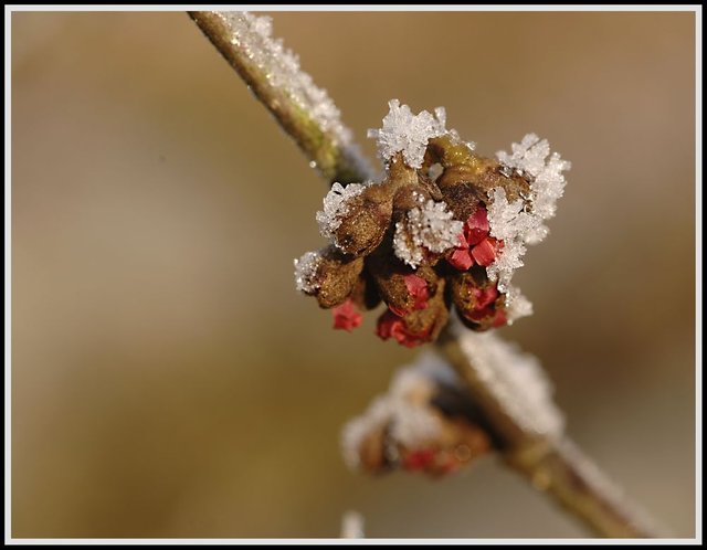 hamamelis-im-eispanzer-66368092-05d9-4ac1-bf86-b919150069d6-4233189854.jpg