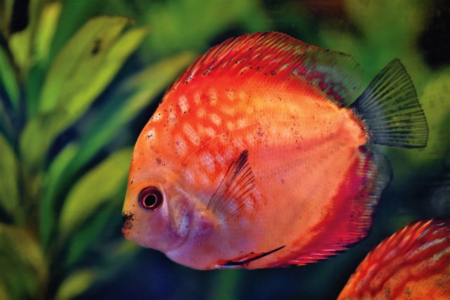 discus-fish-4711042.jpg