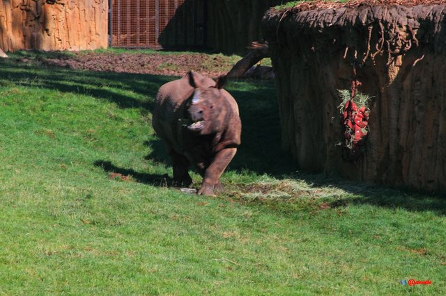 Indian Rhino rhinoceros henry doorly zoo asian highlands exhibit IR0015.JPG