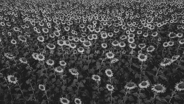 2021_07_girasoli_BW_WM_0001.jpg