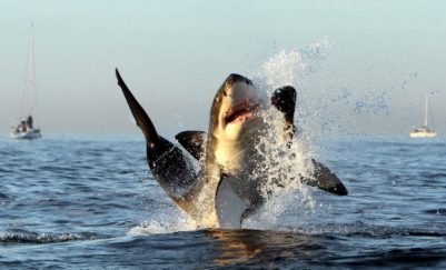 AAAX Great White Shark Breach 5.jpg