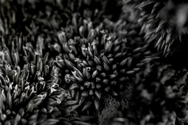 luca brogi fiore 00480_2.jpg
